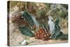 Christmas Holly-Jabez Bligh-Stretched Canvas