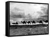 Christmas in the Holyland; a Camel Train on the Road to Jeruselem Palestine-null-Framed Stretched Canvas