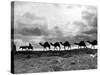 Christmas in the Holyland; a Camel Train on the Road to Jeruselem Palestine-null-Stretched Canvas