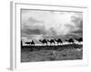 Christmas in the Holyland; a Camel Train on the Road to Jeruselem Palestine-null-Framed Photographic Print