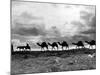 Christmas in the Holyland; a Camel Train on the Road to Jeruselem Palestine-null-Mounted Photographic Print