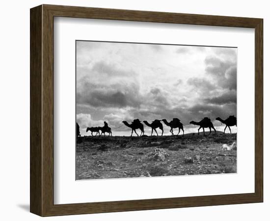 Christmas in the Holyland; a Camel Train on the Road to Jeruselem Palestine-null-Framed Photographic Print