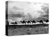 Christmas in the Holyland; a Camel Train on the Road to Jeruselem Palestine-null-Stretched Canvas