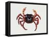 Christmas Island Red Crab (Gecarcoidea Natalis), Gecarcinidae, Artwork by Rebecca Hardy-null-Framed Stretched Canvas