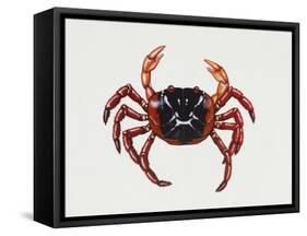 Christmas Island Red Crab (Gecarcoidea Natalis), Gecarcinidae, Artwork by Rebecca Hardy-null-Framed Stretched Canvas