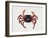 Christmas Island Red Crab (Gecarcoidea Natalis), Gecarcinidae, Artwork by Rebecca Hardy-null-Framed Giclee Print