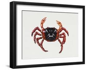 Christmas Island Red Crab (Gecarcoidea Natalis), Gecarcinidae, Artwork by Rebecca Hardy-null-Framed Giclee Print
