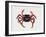 Christmas Island Red Crab (Gecarcoidea Natalis), Gecarcinidae, Artwork by Rebecca Hardy-null-Framed Giclee Print