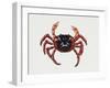 Christmas Island Red Crab (Gecarcoidea Natalis), Gecarcinidae, Artwork by Rebecca Hardy-null-Framed Giclee Print