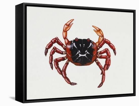 Christmas Island Red Crab (Gecarcoidea Natalis), Gecarcinidae, Artwork by Rebecca Hardy-null-Framed Stretched Canvas