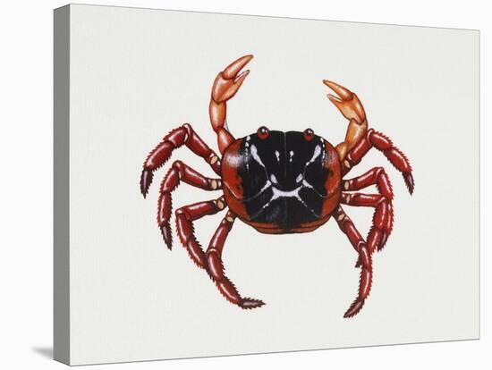 Christmas Island Red Crab (Gecarcoidea Natalis), Gecarcinidae, Artwork by Rebecca Hardy-null-Stretched Canvas