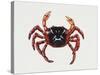 Christmas Island Red Crab (Gecarcoidea Natalis), Gecarcinidae, Artwork by Rebecca Hardy-null-Stretched Canvas