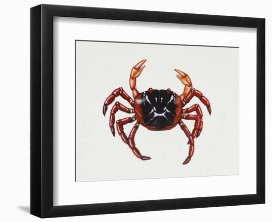 Christmas Island Red Crab (Gecarcoidea Natalis), Gecarcinidae, Artwork by Rebecca Hardy-null-Framed Premium Giclee Print