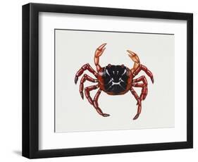 Christmas Island Red Crab (Gecarcoidea Natalis), Gecarcinidae, Artwork by Rebecca Hardy-null-Framed Premium Giclee Print