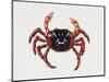 Christmas Island Red Crab (Gecarcoidea Natalis), Gecarcinidae, Artwork by Rebecca Hardy-null-Mounted Premium Giclee Print