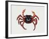 Christmas Island Red Crab (Gecarcoidea Natalis), Gecarcinidae, Artwork by Rebecca Hardy-null-Framed Giclee Print