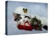 Christmas Kitten in the Snow-Jai Johnson-Stretched Canvas