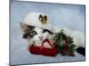 Christmas Kitten in the Snow-Jai Johnson-Mounted Giclee Print