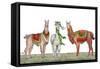Christmas Llamas-Elizabeth Medley-Framed Stretched Canvas