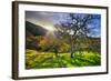 Christmas Morning Light at Mount Diablo, San Francisco Bay Area-Vincent James-Framed Photographic Print