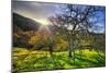 Christmas Morning Light at Mount Diablo, San Francisco Bay Area-Vincent James-Mounted Photographic Print