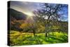 Christmas Morning Light at Mount Diablo, San Francisco Bay Area-Vincent James-Stretched Canvas