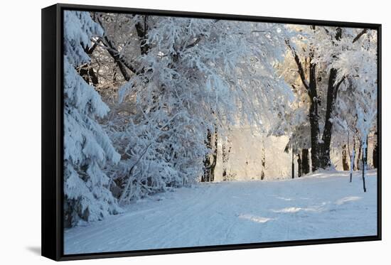 Christmas Morning. Snowy Winter Forest and Knurled Wide Trails.-kavram-Framed Stretched Canvas