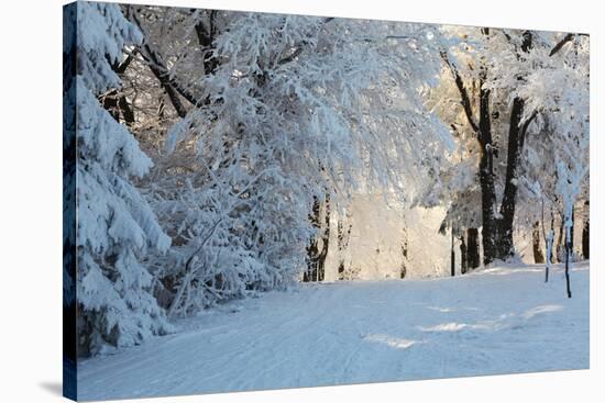 Christmas Morning. Snowy Winter Forest and Knurled Wide Trails.-kavram-Stretched Canvas