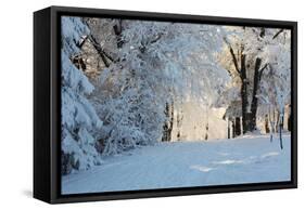 Christmas Morning. Snowy Winter Forest and Knurled Wide Trails.-kavram-Framed Stretched Canvas