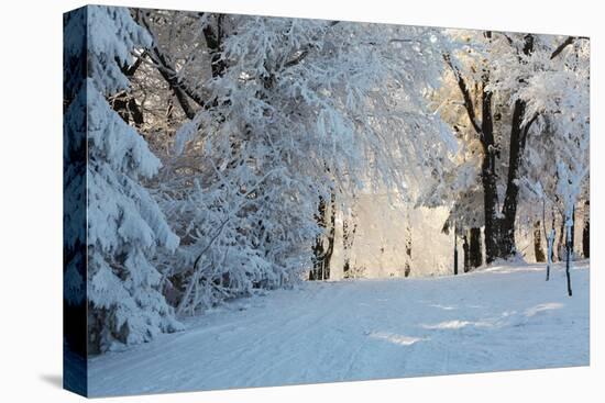 Christmas Morning. Snowy Winter Forest and Knurled Wide Trails.-kavram-Stretched Canvas