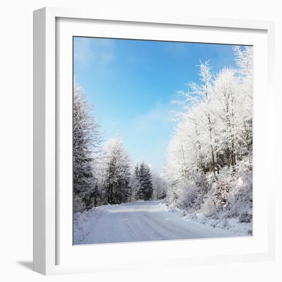 Christmas Morning. Snowy Winter Forest and Knurled Wide Trails.-kavram-Framed Photographic Print