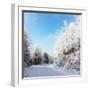 Christmas Morning. Snowy Winter Forest and Knurled Wide Trails.-kavram-Framed Photographic Print