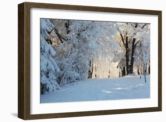 Christmas Morning. Snowy Winter Forest and Knurled Wide Trails.-kavram-Framed Photographic Print