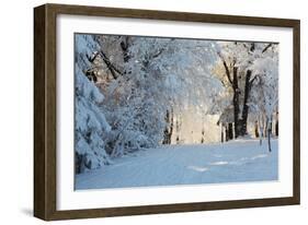 Christmas Morning. Snowy Winter Forest and Knurled Wide Trails.-kavram-Framed Photographic Print