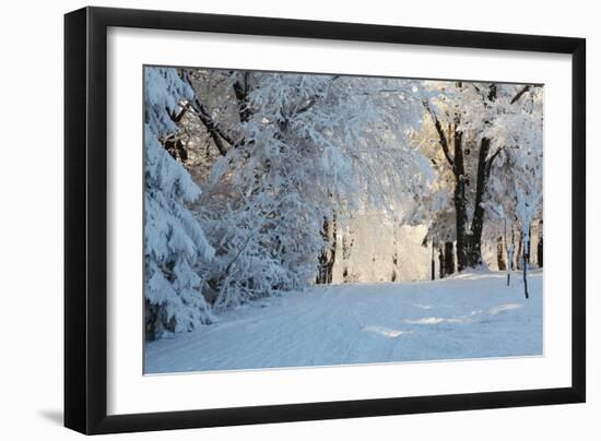 Christmas Morning. Snowy Winter Forest and Knurled Wide Trails.-kavram-Framed Photographic Print