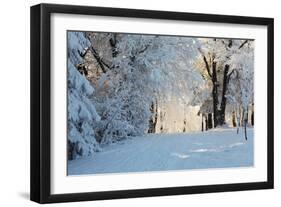 Christmas Morning. Snowy Winter Forest and Knurled Wide Trails.-kavram-Framed Photographic Print