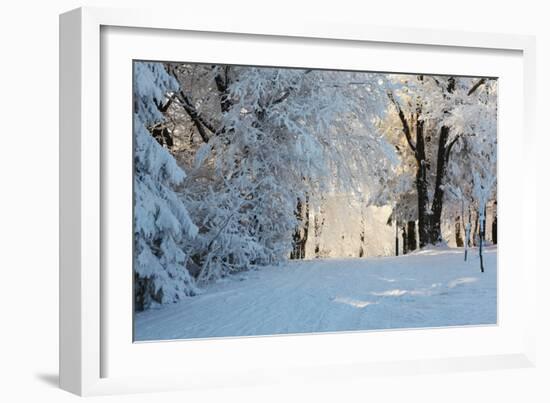 Christmas Morning. Snowy Winter Forest and Knurled Wide Trails.-kavram-Framed Photographic Print