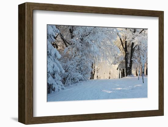 Christmas Morning. Snowy Winter Forest and Knurled Wide Trails.-kavram-Framed Photographic Print