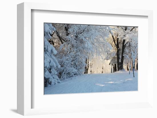 Christmas Morning. Snowy Winter Forest and Knurled Wide Trails.-kavram-Framed Photographic Print