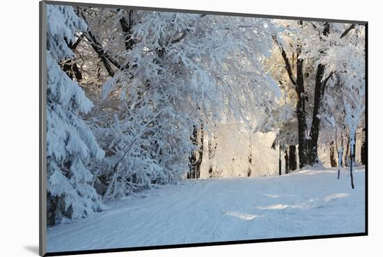 Christmas Morning. Snowy Winter Forest and Knurled Wide Trails.-kavram-Mounted Photographic Print