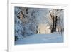 Christmas Morning. Snowy Winter Forest and Knurled Wide Trails.-kavram-Framed Photographic Print