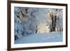 Christmas Morning. Snowy Winter Forest and Knurled Wide Trails.-kavram-Framed Photographic Print