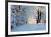 Christmas Morning. Snowy Winter Forest and Knurled Wide Trails.-kavram-Framed Photographic Print