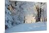 Christmas Morning. Snowy Winter Forest and Knurled Wide Trails.-kavram-Mounted Photographic Print
