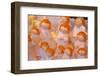 Christmas Ornaments in Christmas Market, Munster, North Rhine-Westphalia, Germany, Europe-Frank Fell-Framed Photographic Print