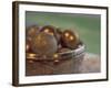 Christmas Ornaments in Crystal Bowl-Michele Westmorland-Framed Photographic Print