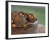 Christmas Ornaments in Crystal Bowl-Michele Westmorland-Framed Photographic Print