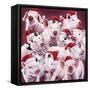 Christmas Piggies-Jenny Newland-Framed Stretched Canvas
