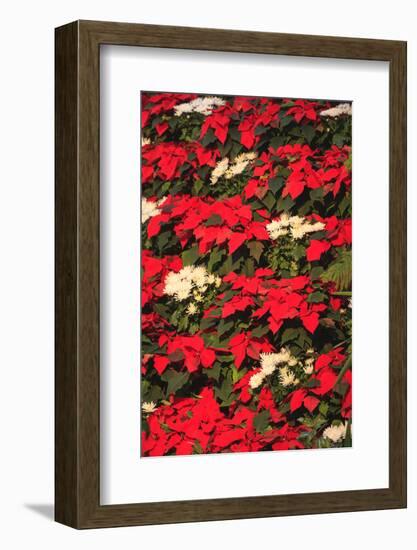 Christmas Poinsettias. Canada-Stuart Westmorland-Framed Photographic Print