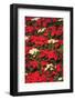 Christmas Poinsettias. Canada-Stuart Westmorland-Framed Photographic Print